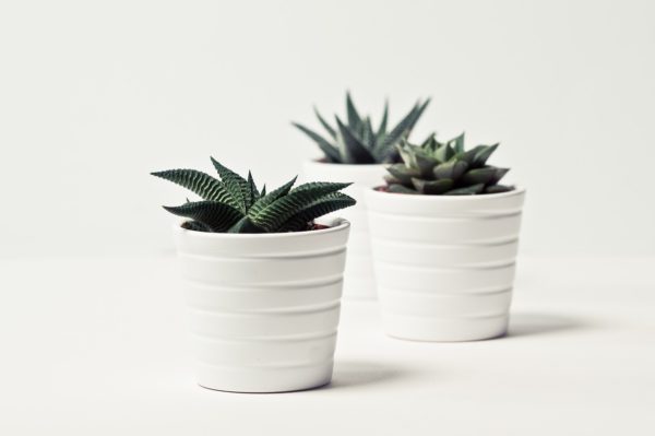plant, nature, sheet-3077047.jpg
